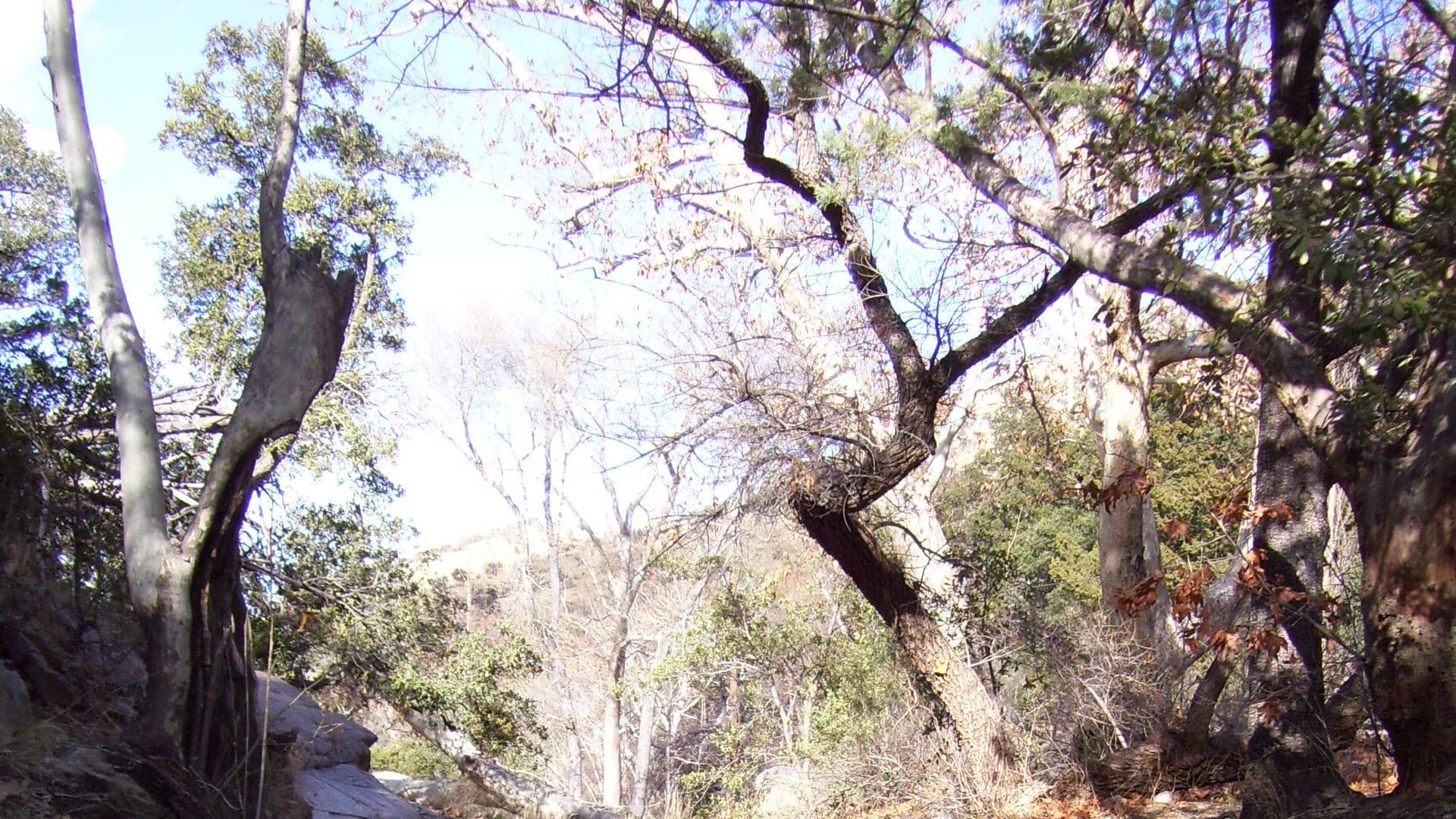 Canyon Creek water or watershed scenery in Arizona