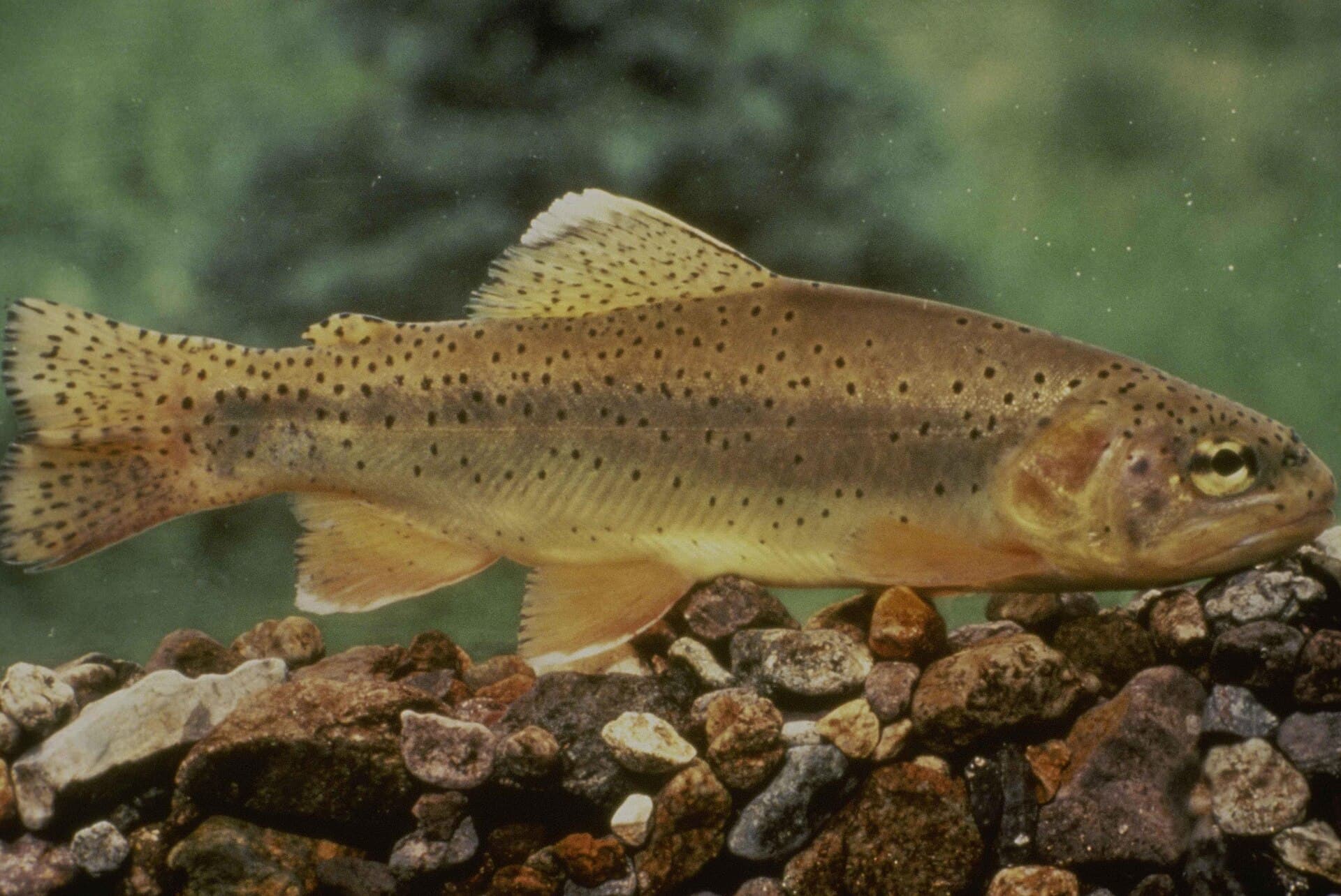 Apache trout, a key Silver Creek Arizona fly fishing species