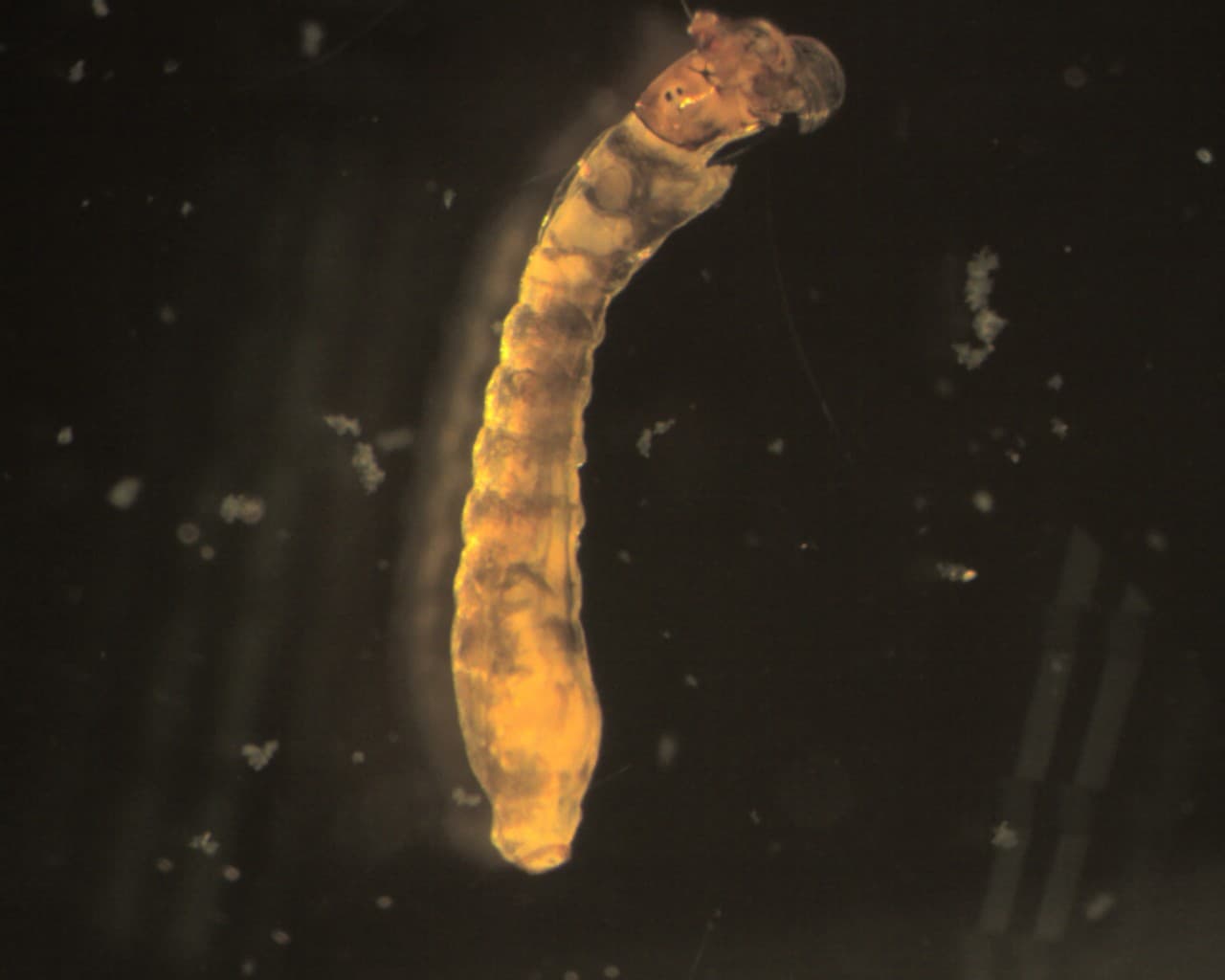 Microscope photograph of a whole translucent amber Simuliidae black-fly larva showing a dark compact head, segmented narrow body, and enlarged rounded rear abdomen