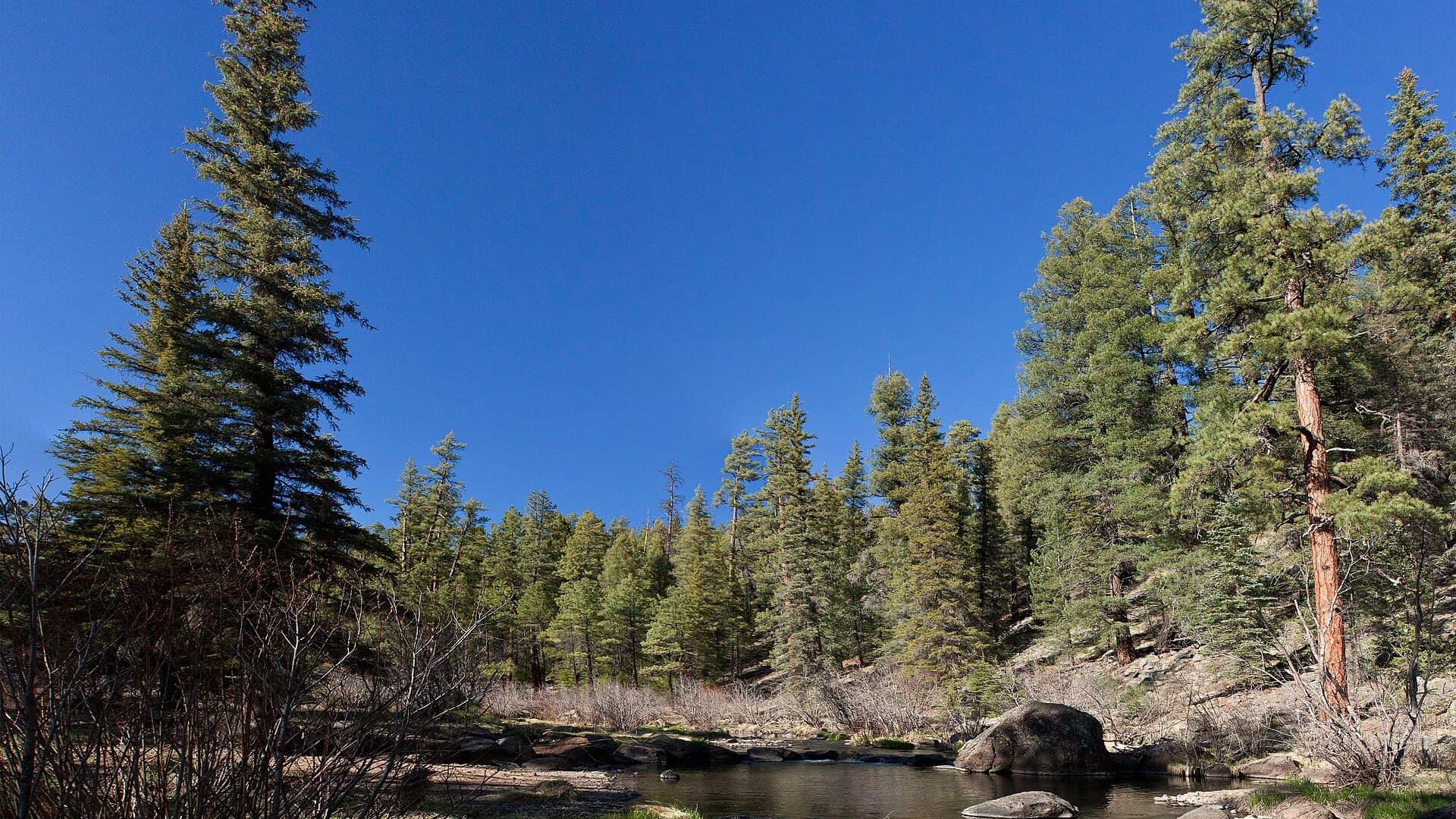 East Fork Black River in Arizona White Mountains forest country