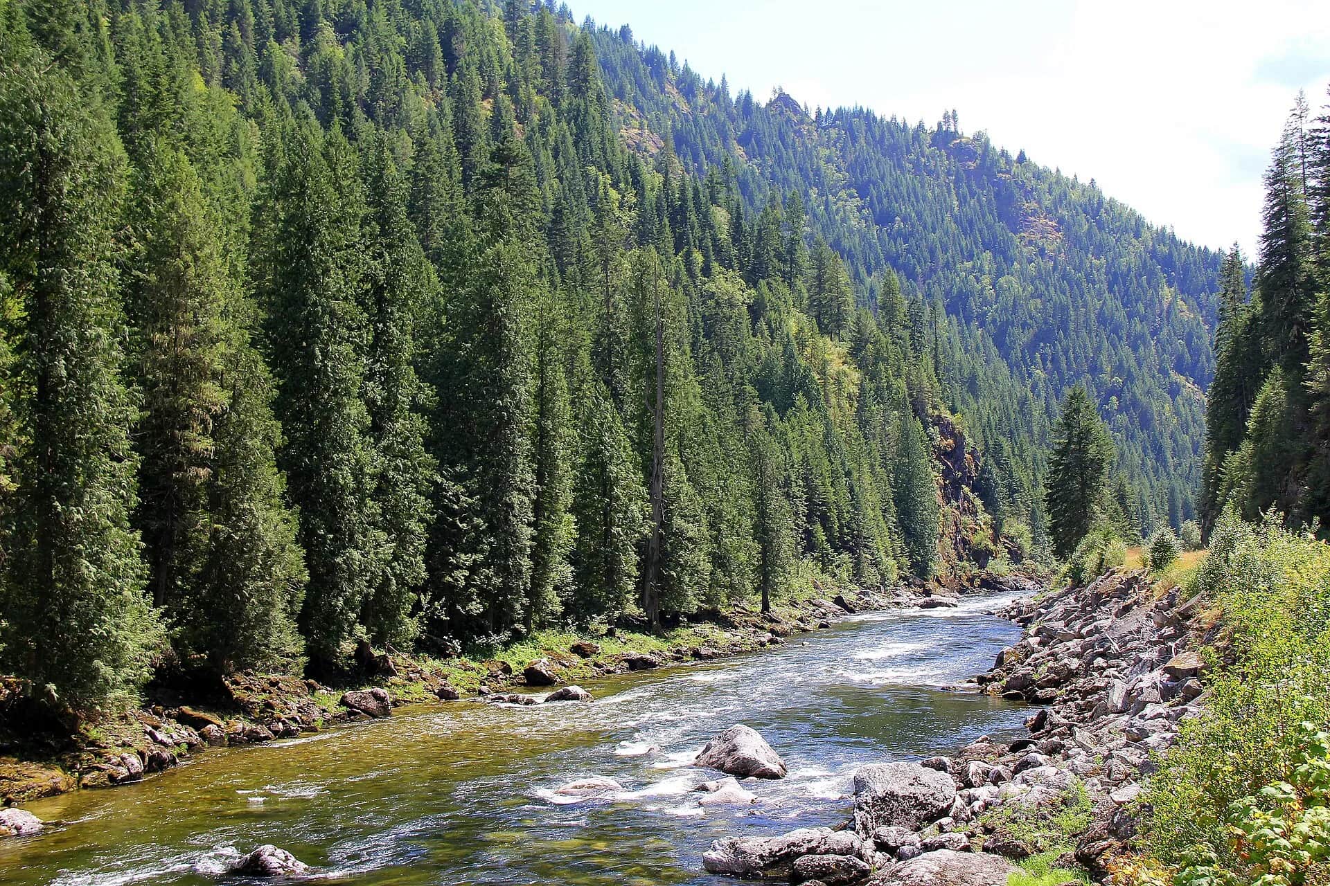 Lochsa River flowing through the forested Clearwater National Forest in Idaho