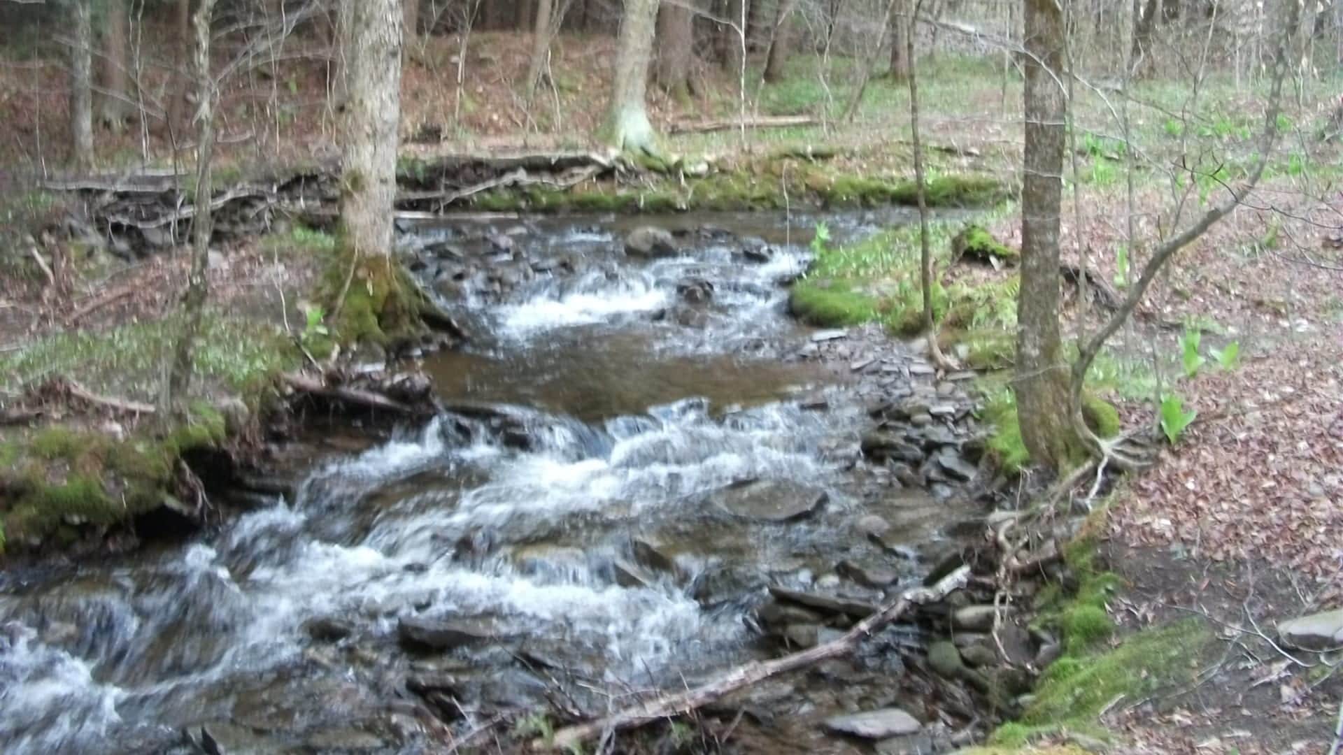 Willowemoc Creek water in New York trout country