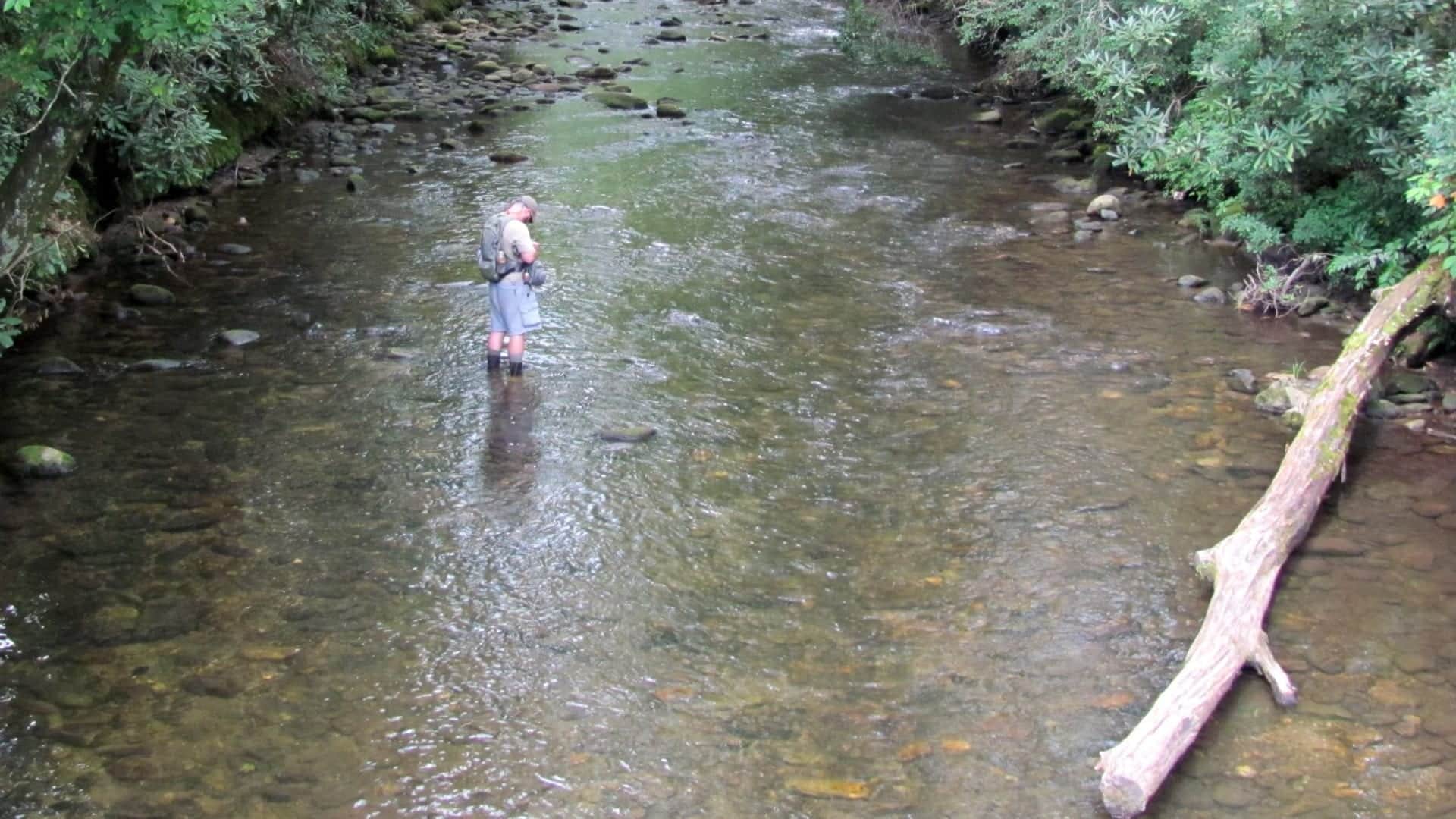 Davidson River trout water in North Carolina