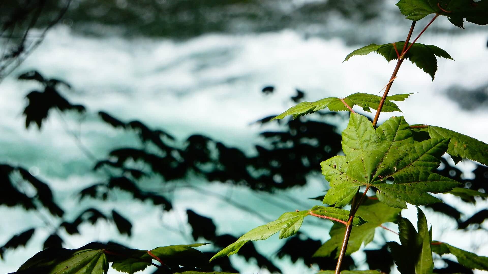 McKenzie River recreation water in Oregon