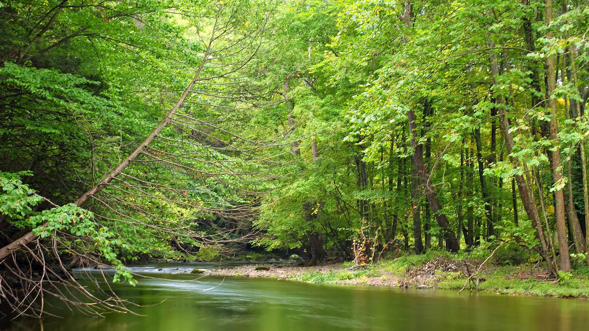 McMichael Creek in Pennsylvania