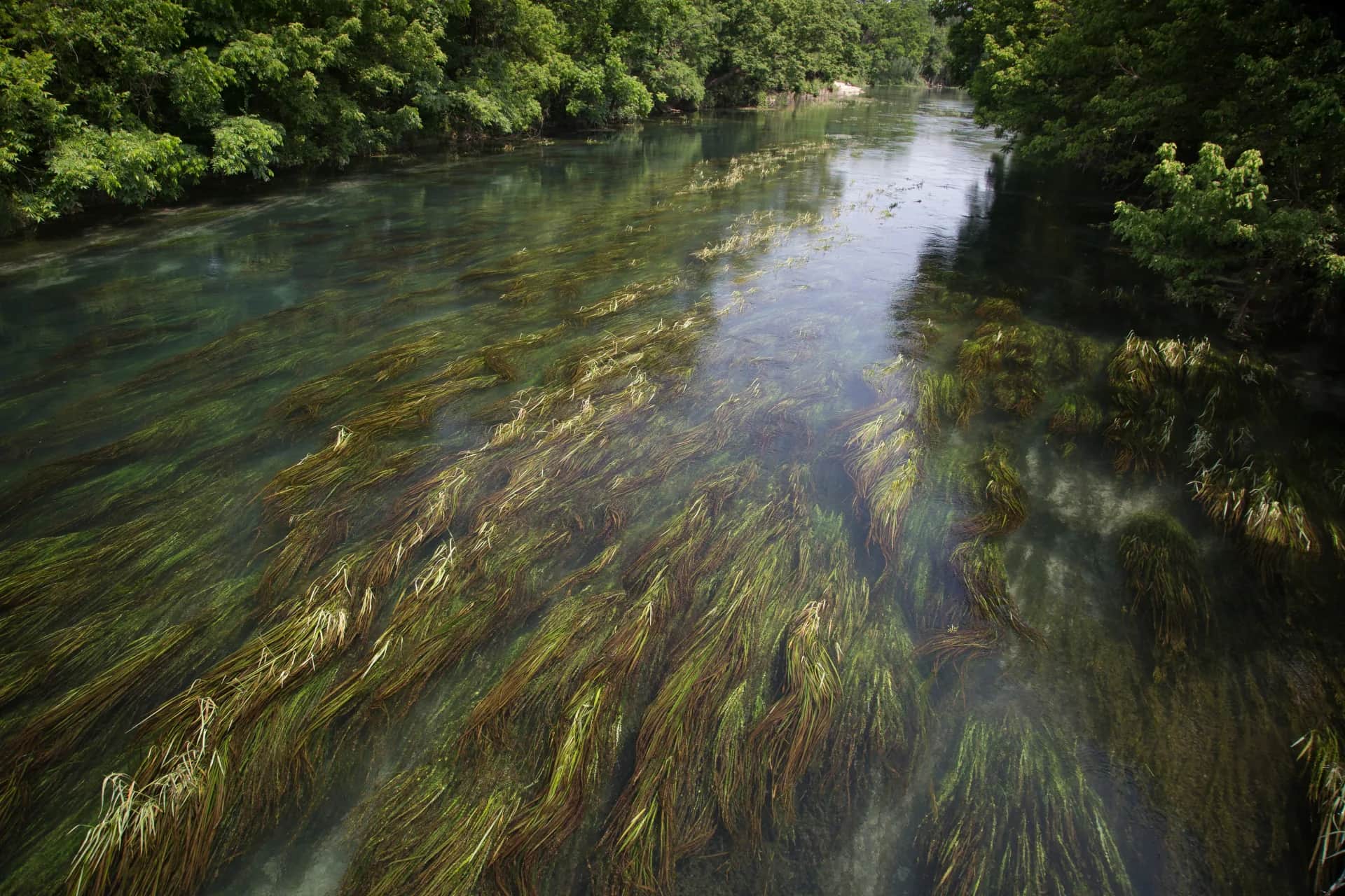 Texas wild-rice beds flowing through the clear San Marcos River in Texas.