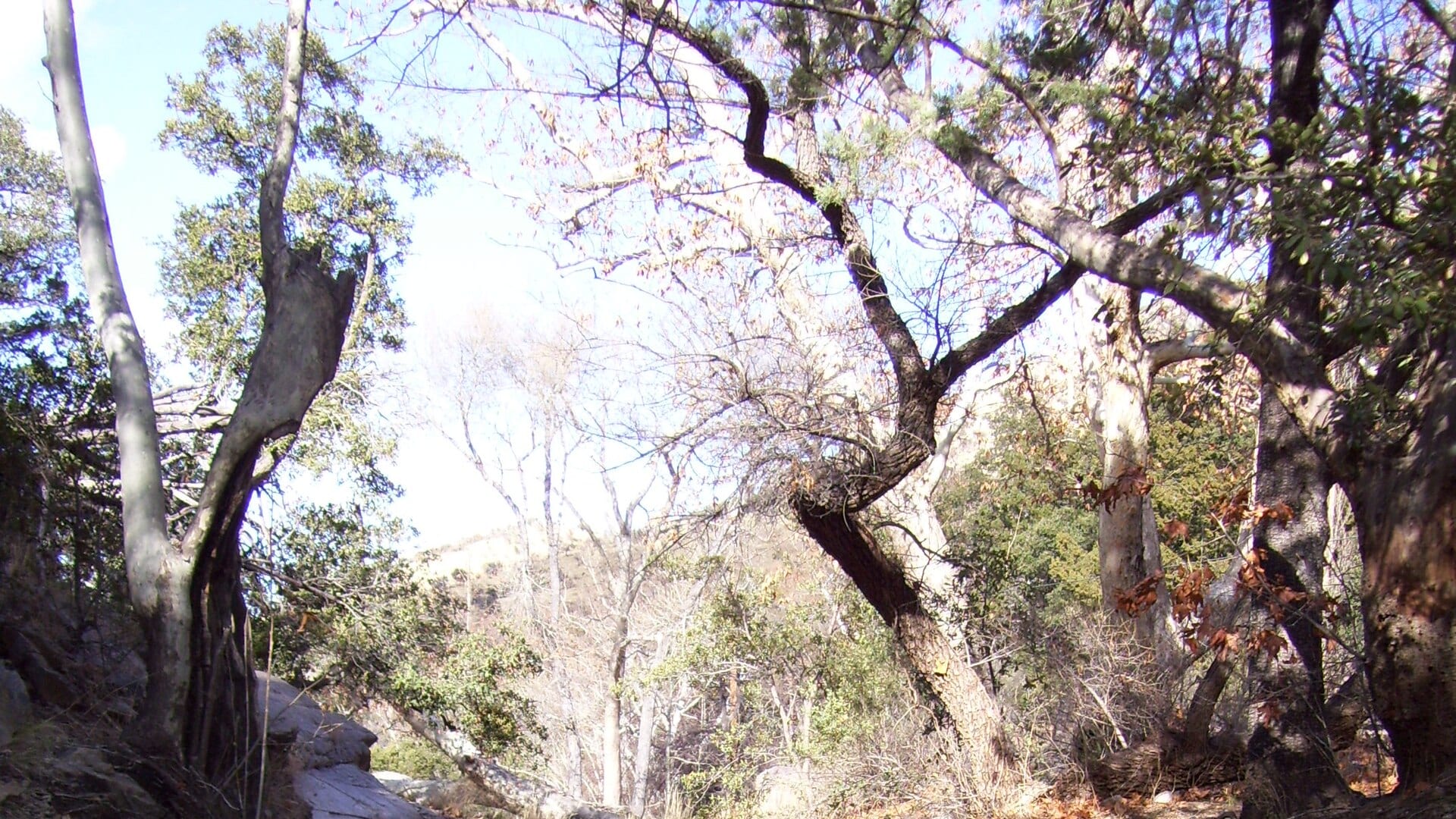 Canyon Creek water or watershed scenery in Arizona