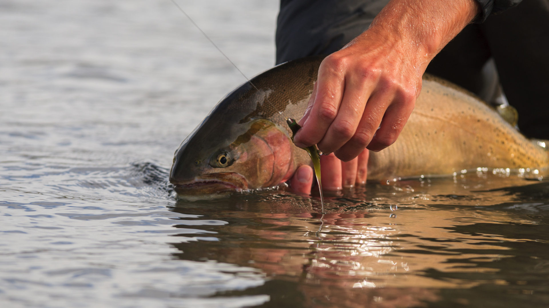 Streamer Fly Fishing: Guide to Catching Big Fish