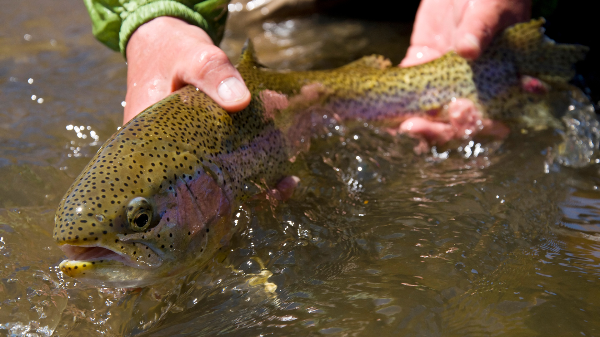 Trout in river