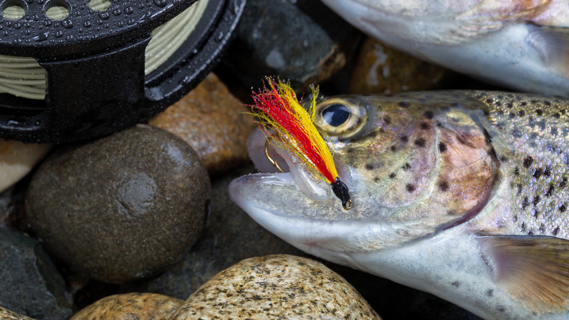 Streamers for trout